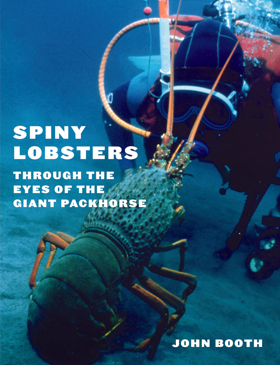 Spiny Lobsters: Through the Eyes of the Giant Packhorse